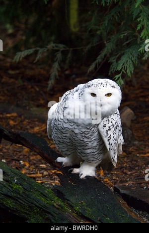 Civetta delle Nevi Bubo scandiacus Nyctea scandiaca femmina bianca ritratto civette uccelli Uccelli Animali Animali natura Wil Foto Stock