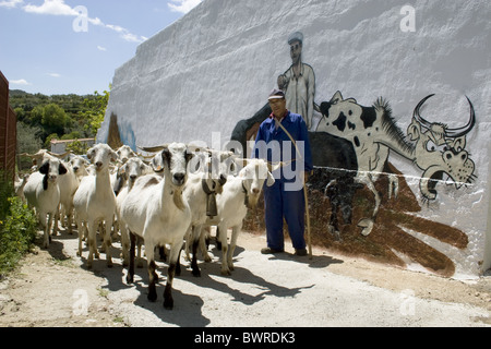 L'agricoltore spagnolo camminando attraverso la strada con allevamento di capre, Castilla la Mancha, in Spagna Foto Stock