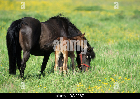 Cavallo islandese puledro di 3 settimane di età Bassa Sassonia Germania Europa mare outdoor pascolo di erba di prato fiori off Foto Stock