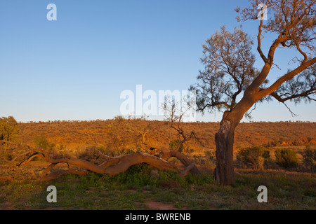 Golden sunrise sulla gamma Byngnano e albero rotto a Homestead Creek, Mutawintji National Park, Nuovo Galles del Sud Foto Stock
