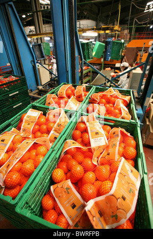 Arance Mandarini Spagna Europa Valencia stabilimento alimentare all'interno Piscina agrumi la lavorazione di frutta Alimenti i Foto Stock