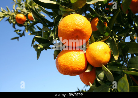 Arance Mandarini Spagna Europa Valencia cibo agrumi Frutta lascia il ramo dettaglio rami della struttura ad albero Foto Stock