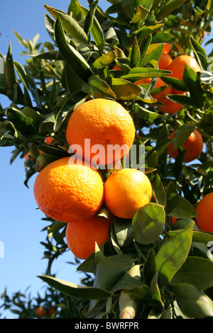 Arance Mandarini Spagna Europa Valencia cibo agrumi Frutta lascia il ramo dettaglio rami della struttura ad albero Foto Stock