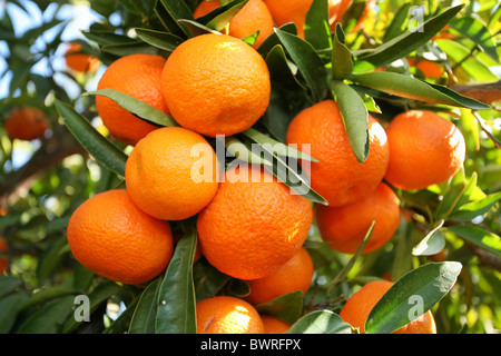 Arance Mandarini Spagna Europa Valencia cibo agrumi Frutta lascia il ramo dettaglio rami della struttura ad albero Foto Stock