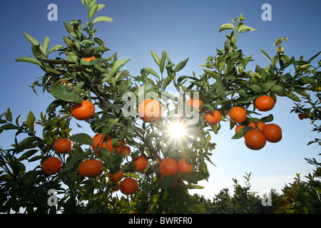 Arance Mandarini Spagna Europa Valencia cibo agrumi Frutta lascia il ramo dettaglio rami della struttura ad albero Foto Stock