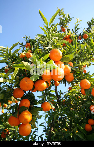 Arance Mandarini Spagna Europa Valencia cibo agrumi Frutta lascia il ramo dettaglio rami della struttura ad albero Foto Stock