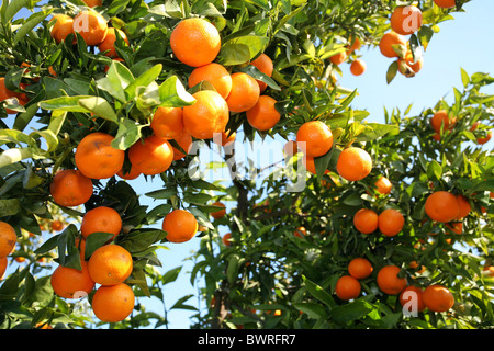 Arance Mandarini Spagna Europa Valencia cibo agrumi Frutta lascia il ramo dettaglio rami della struttura ad albero Foto Stock