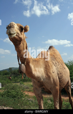 Camel appartenenti alla tribù Borana, Etiopia, Africa Foto Stock