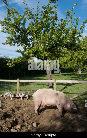 Gloucester Old Spot suini in apple orchard, Somerset, Regno Unito Foto Stock