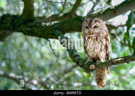 Allocco seduto sul ramo di salice Foto Stock