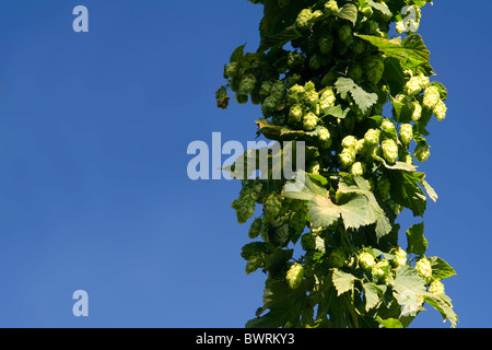 Il fresco con cono HOP in Repubblica Ceca Foto Stock