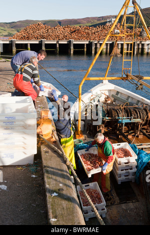 Una barca da pesca sbarco una dichiarazione delle catture di gamberi nel porto di Campbeltown sulla penisola di Kintyre, Argyll & Bute, Scozia Foto Stock