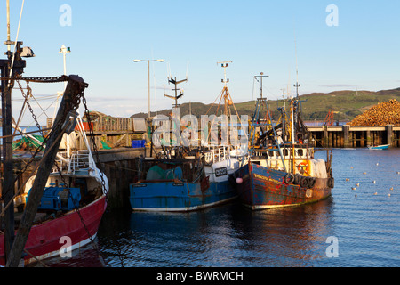 Barche da pesca nel porto di Campbeltown Loch, Campbeltown sulla penisola di Kintyre, Argyll & Bute, Scozia Foto Stock
