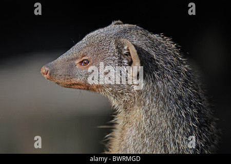 La Mangusta nastrati (Mungos mungo), ritratto Foto Stock