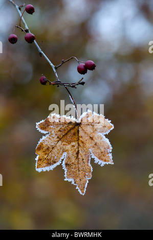 Una singola Foglia di acero coperto di brina Foto Stock