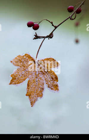 Una singola Foglia di acero coperto di brina Foto Stock