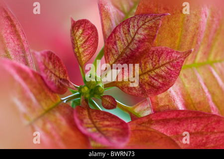 Euphorbia pulcherrima, comunemente noto come poinsettia o noche buena Foto Stock