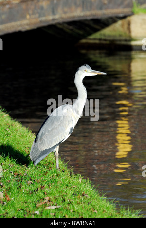 Close up British airone cenerino sul bordo delle acque Foto Stock