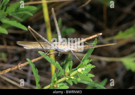 Inclinazione del Mediterraneo di fronte-Grasshopper (Acrida ungarica), Valle Po, Italia, Europa Foto Stock