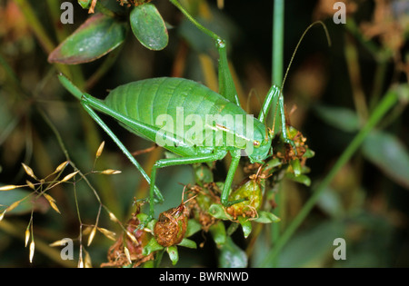 Krauss's Bush-cricket (Isophya kraussi), femmina Foto Stock