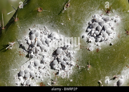 Cocciniglia (Dactylopius coccus) sul fico d'India (Opuntia ficus-indica), Lanzarote, Isole Canarie, Spagna, Europa Foto Stock