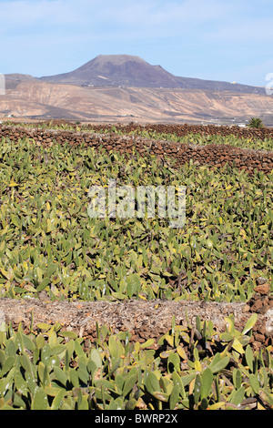 Piantagione di fico d'India (Opuntia ficus-indica), Lanzarote, Isole Canarie, Spagna, Europa Foto Stock