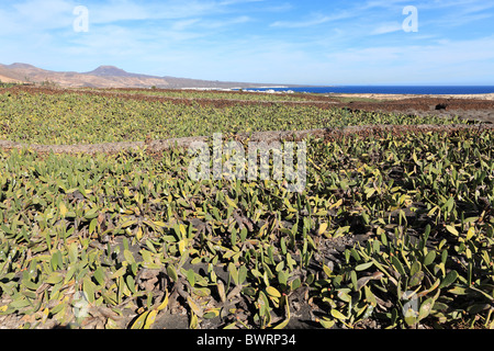 Piantagione di fico d'India (Opuntia ficus-indica), Lanzarote, Isole Canarie, Spagna, Europa Foto Stock