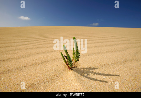 Immagine simbolica della vita nel deserto, Grande giallo ononide (Ononis natrix) nelle dune di Corralejo parco nazionale Foto Stock