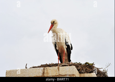 La Cicogna residenti (Ciconia ciconia) che vive nel suo nido sul tetto della Cattedrale di Faro, Portogallo. Foto Stock