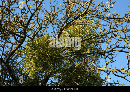 Vischio cresce su un albero di mele in Inghilterra Foto Stock