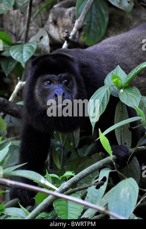 Mantled scimmia urlatrice (Alouatta palliata) Foto Stock