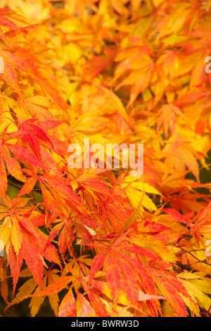 Vivid fogliame di autunno di aceri giapponese Acer palmatum Foto Stock