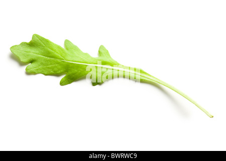 Foglie di rucola su sfondo bianco Foto Stock