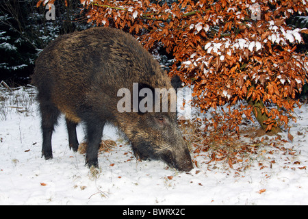 Femmina il cinghiale (Sus scrofa), seminare rovistando in inverno in una coperta di neve forest Foto Stock
