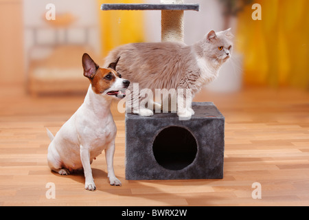 British Longhair Cat, lilla-bianco, e Jack Russell Terrier / Highlander, Lowlander, Britanica, cat tree Foto Stock