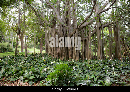 Il Bengala Fig, Indian fig, East Indian fig, Banyan o indiani Banyan, Ficus benghalensis, Moraceae. Durban Giardini Botanici. Foto Stock