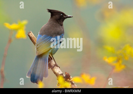 Steller jay appollaiato sul ramo-Victoria, British Columbia, Canada. Foto Stock