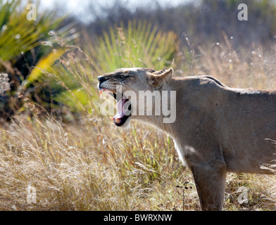 Sbadigliare o ruggente leonessa, Botswana Foto Stock
