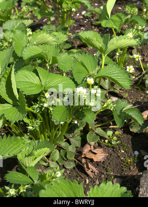 Piante di fragola in fiore (Fragaria x ananassa cultivar) Foto Stock