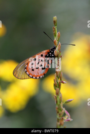 Giardino Acraea Butterfly, Acraea horta, Nymphalidae. Tsitsikamma, Sud Africa. Specie Tipo di Acraea. Foto Stock