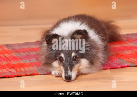 Sheltie, 9 anni / Shetland Sheepdog Foto Stock