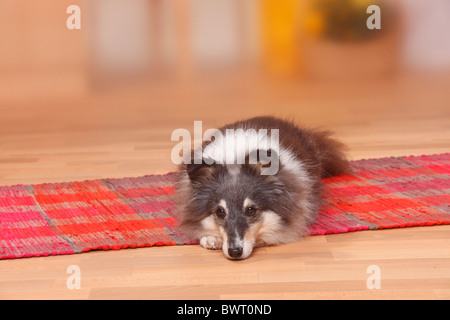 Sheltie, 9 anni / Shetland Sheepdog Foto Stock