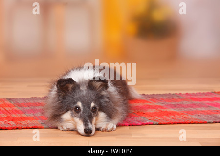 Sheltie, 9 anni / Shetland Sheepdog Foto Stock