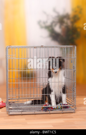 Sheltie, cucciolo, di 4 mesi e mezzo, in gabbia / Shetland Sheepdog, kennel Foto Stock