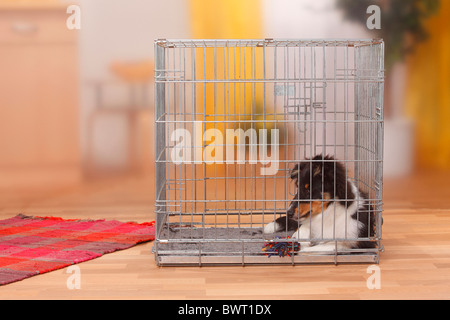 Sheltie, cucciolo, di 4 mesi e mezzo, in gabbia / Shetland Sheepdog, kennel Foto Stock