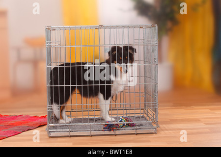 Sheltie, cucciolo, di 4 mesi e mezzo, in gabbia / Shetland Sheepdog, kennel, laterale Foto Stock