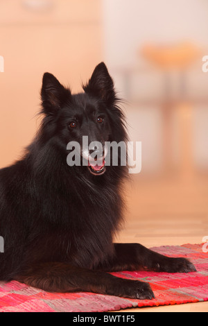 Groenendael / pastore belga cane Foto Stock