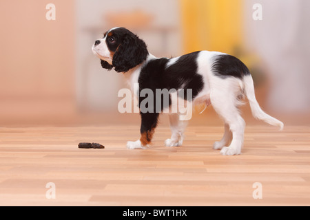 Cavalier King Charles Spaniel, cucciolo, tricolore, 13 settimane, a escrementi / non casa-rotte non casa addestrati, effrazione Foto Stock