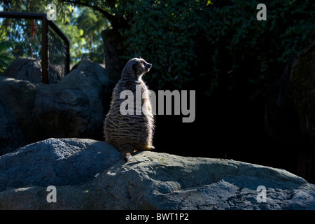 Meerkats (Suricata suricatta), lo Zoo di Los Angeles, Griffith Park di Los Angeles in California Foto Stock