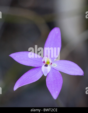 Orchidea viola (Glossodia major), il Royal National Park, Sydney, Australia Foto Stock